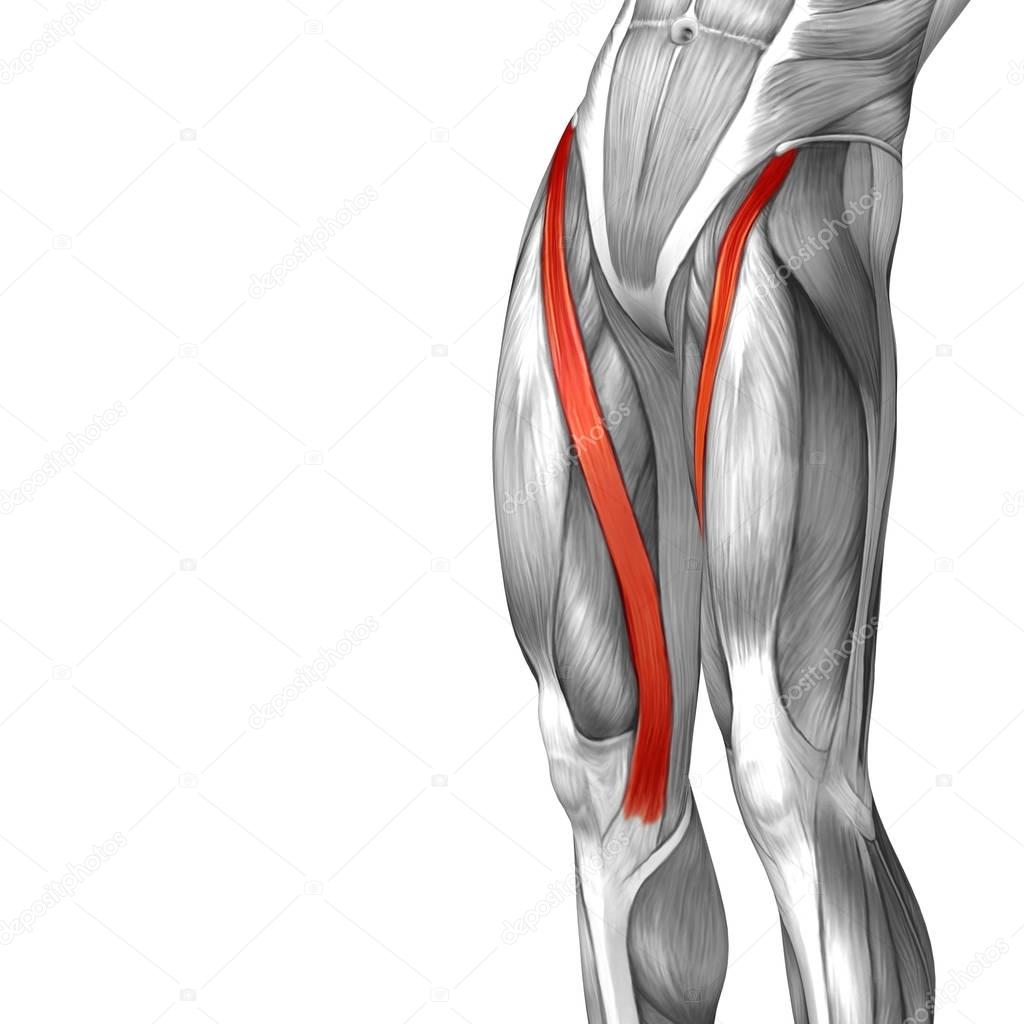 human upper leg anatomy