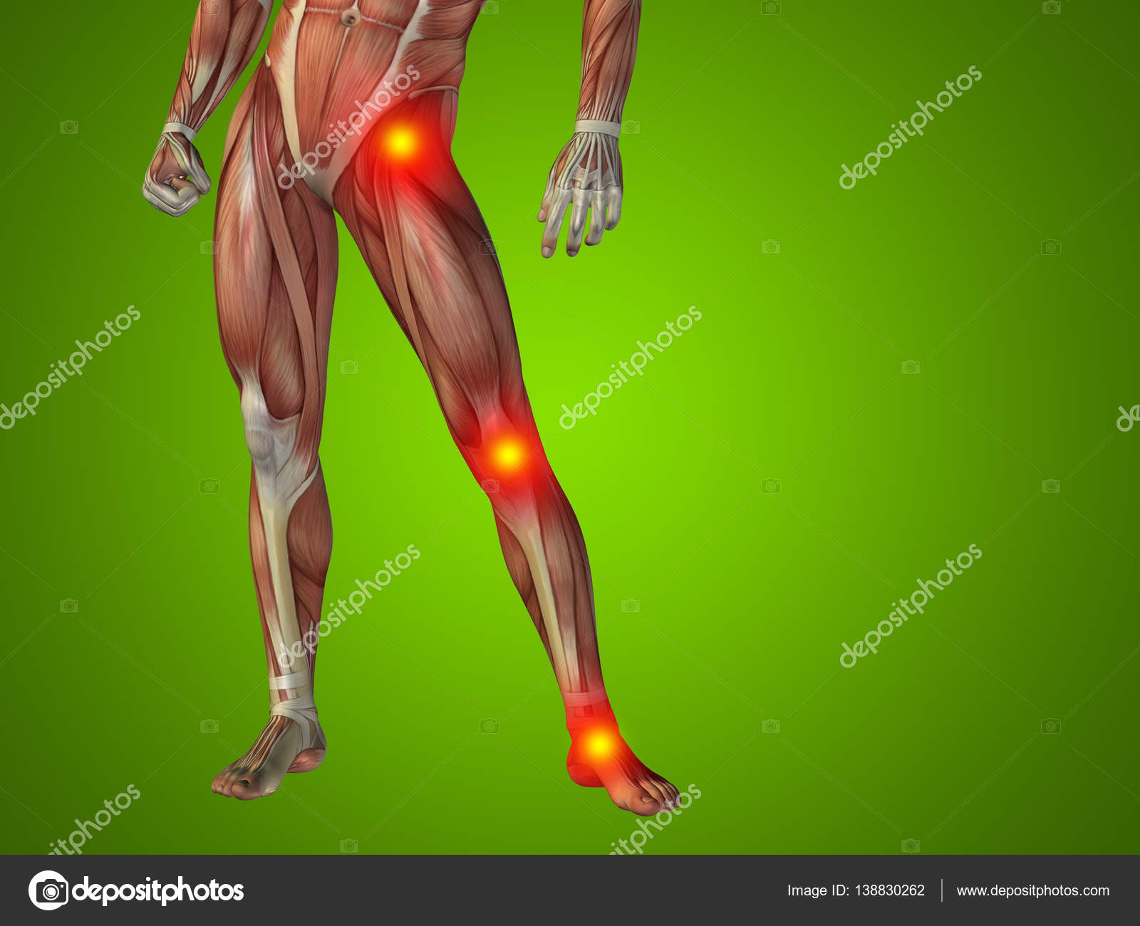 Human Lower Body Anatomy Stock Photo Image By C Design36 138830262