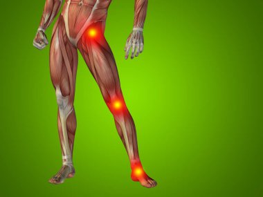 insan daha düşük vücut anatomisi