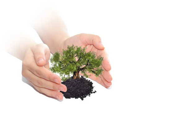 Hands holding growing tree — Stock Photo, Image