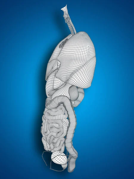 Sistema digestivo 3D humano — Fotografia de Stock