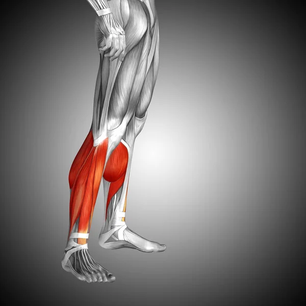 Insan alt bacak anatomisi — Stok fotoğraf