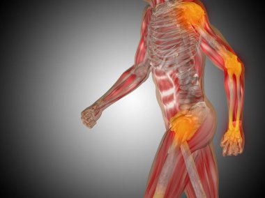 insan vücudu anatomisi gösteren resim