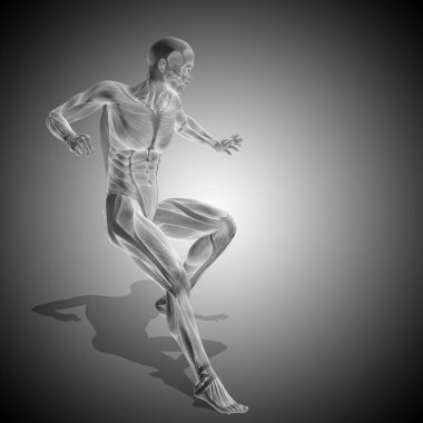 insan vücudu anatomisi ile kasları