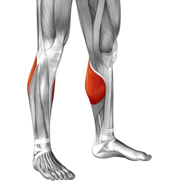 insan alt bacak anatomisi