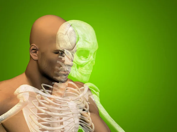 Анатомія людини з черепом — стокове фото