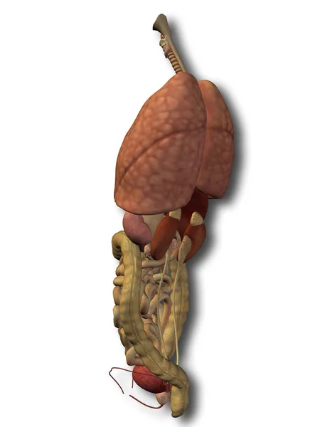Human thorax organ — Stock Photo, Image
