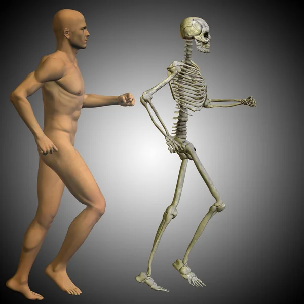 Иллюстрация анатомии человека — стоковое фото