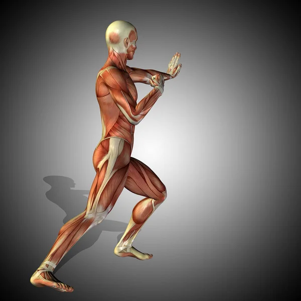 Illustration of human body anatomy — Stock Photo, Image