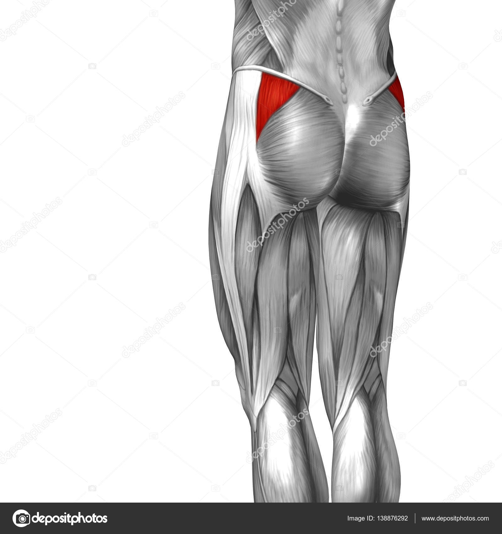 Anatomía de la parte superior de la pierna humana fotografía de stock