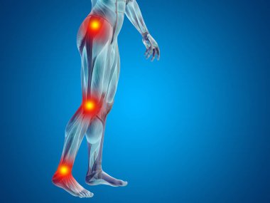 insan daha düşük vücut anatomisi