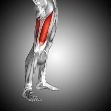 insan üst bacak anatomisi