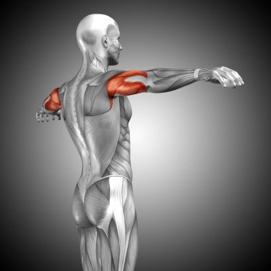 insan vücudu anatomisi gösteren resim