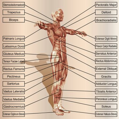 insan vücudu anatomisi gösteren resim
