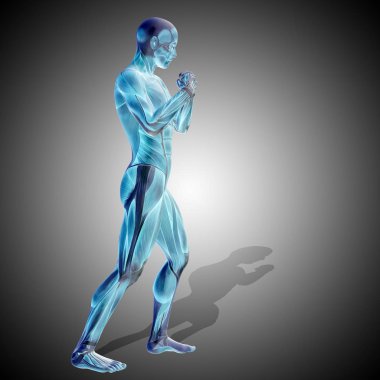 insan vücudu anatomisi gösteren resim