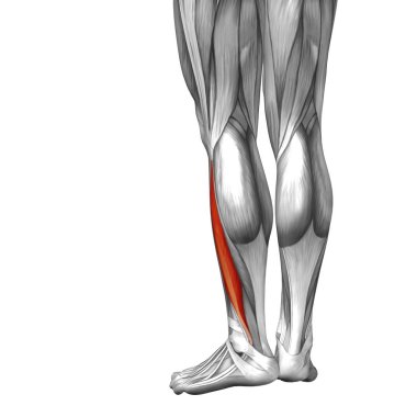 insan alt bacak anatomisi