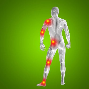 insan vücudu anatomisi gösteren resim