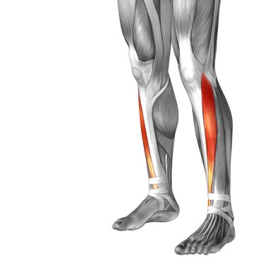 insan alt bacak anatomisi