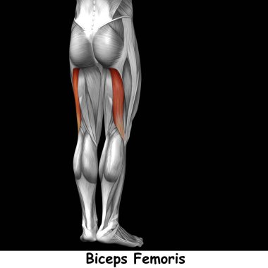 insan üst bacak anatomisi