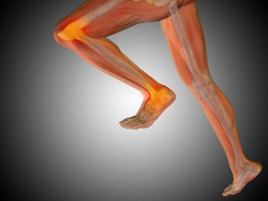 insan vücudu anatomisi gösteren resim