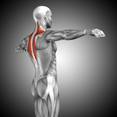 insan vücudu anatomisi gösteren resim
