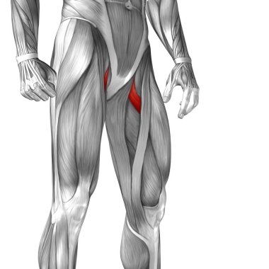 insan üst bacak anatomisi