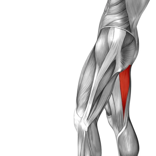 Анатомія верхньої ноги людини — стокове фото