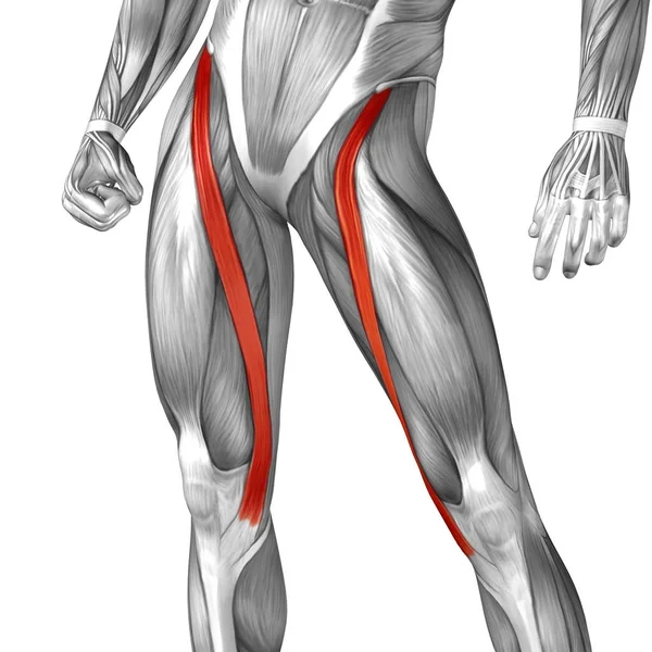 Anatomia da perna superior humana — Fotografia de Stock