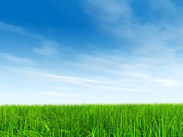 Green grass with blue sky — Stock Photo, Image