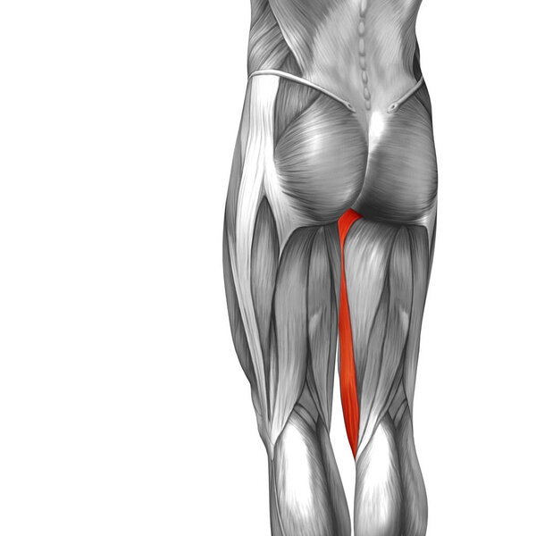 анатомия верхней ноги человека
