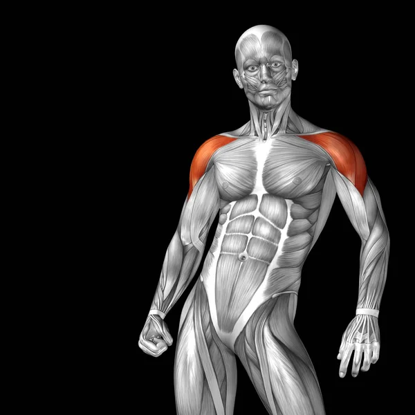 Εικόνα της ανατομίας του ανθρώπινου σώματος — Φωτογραφία Αρχείου