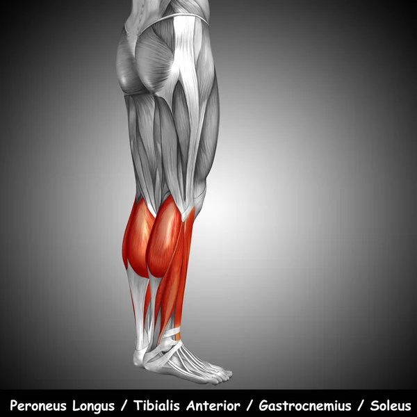 human lower leg anatomy