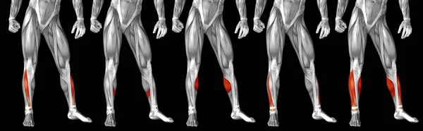 Anatomía de la pierna inferior humana — Foto de Stock