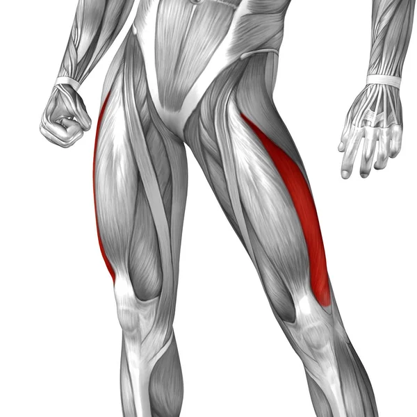 human upper leg anatomy