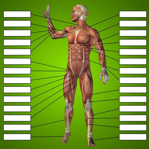 illustration of human body anatomy