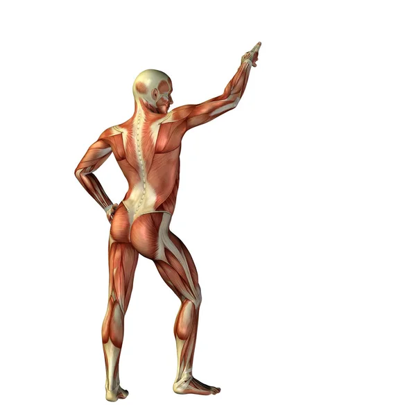 Illustration of human body anatomy — Stock Photo, Image