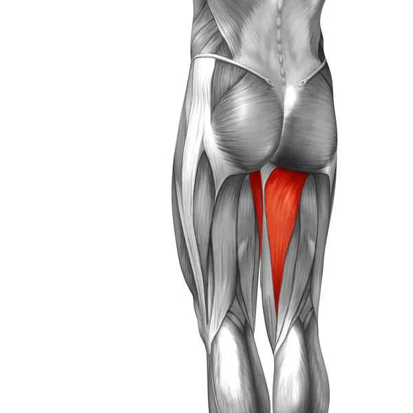 Anatomía de la parte superior de la pierna humana — Foto de Stock