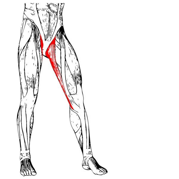 Anatomia della parte superiore della gamba umana — Foto Stock