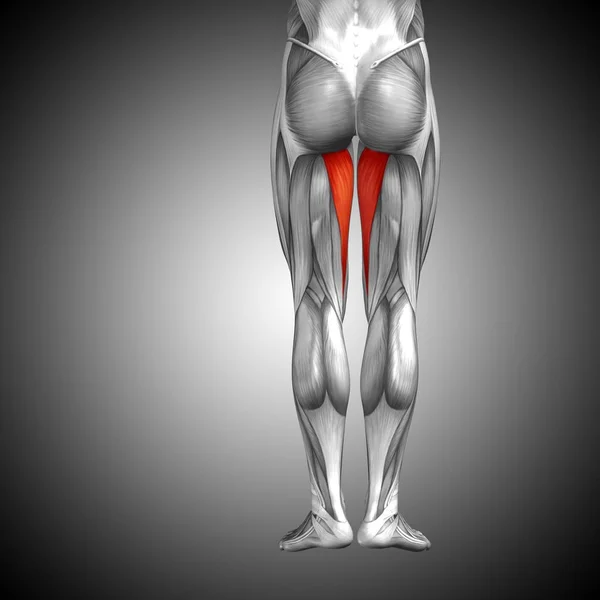Anatomia człowieka górną część nogi — Zdjęcie stockowe