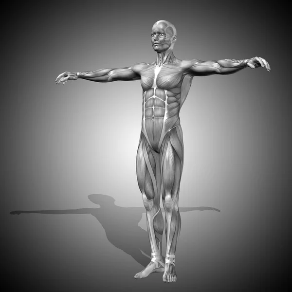 人体解剖学的插图 — 图库照片