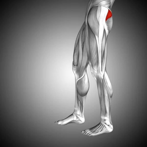 Anatomia della parte superiore della gamba umana — Foto Stock