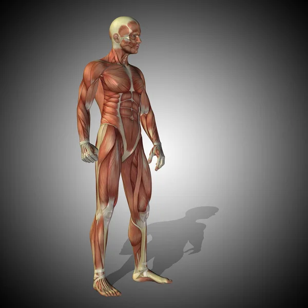인체 해부학의 그림 — 스톡 사진