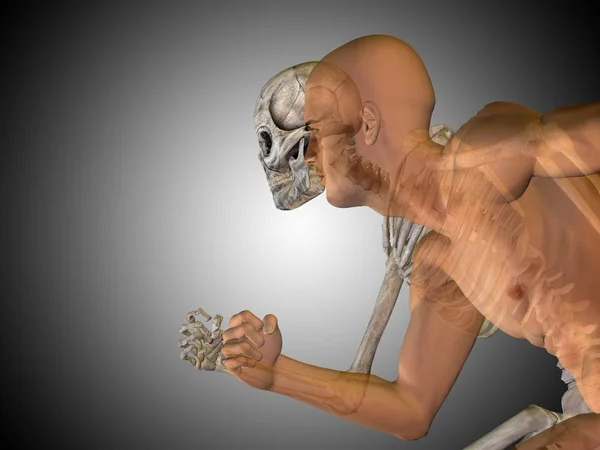 Ilustración de la anatomía del cuerpo humano —  Fotos de Stock