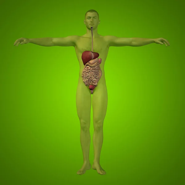 Ludzki układ trawienny 3d — Zdjęcie stockowe