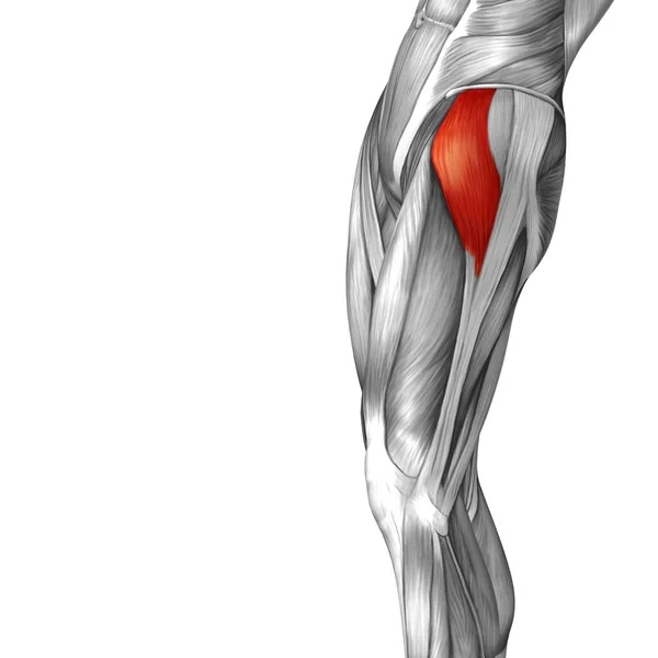 Анатомія верхньої ноги людини — стокове фото