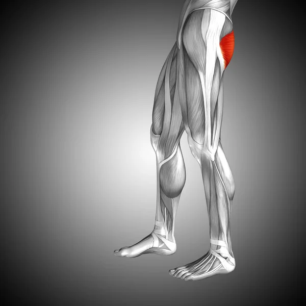 Anatomie des menschlichen Oberschenkels — Stockfoto