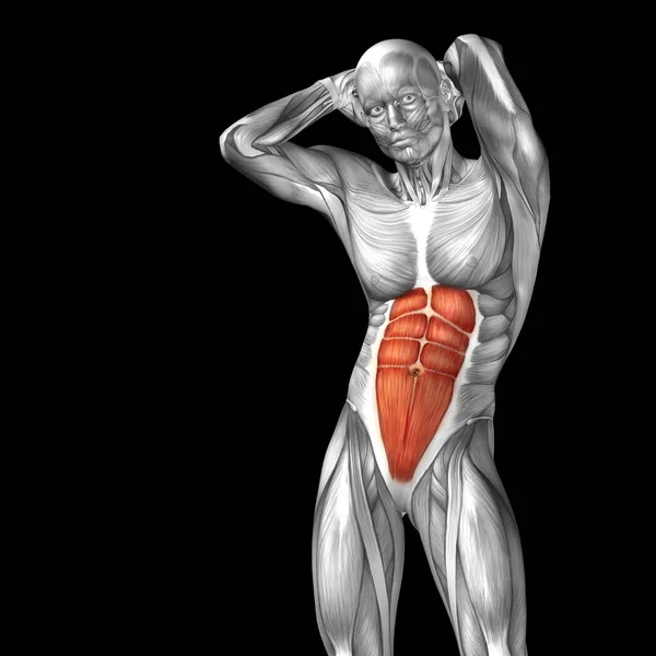 Ілюстрація анатомії людського тіла — стокове фото