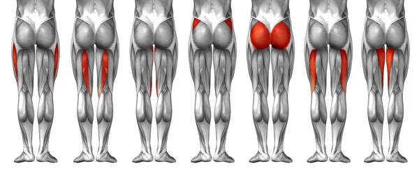 Anatomía de la parte superior de la pierna humana — Foto de Stock