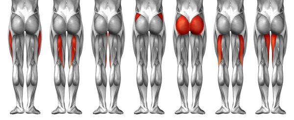 анатомия верхней ноги человека
