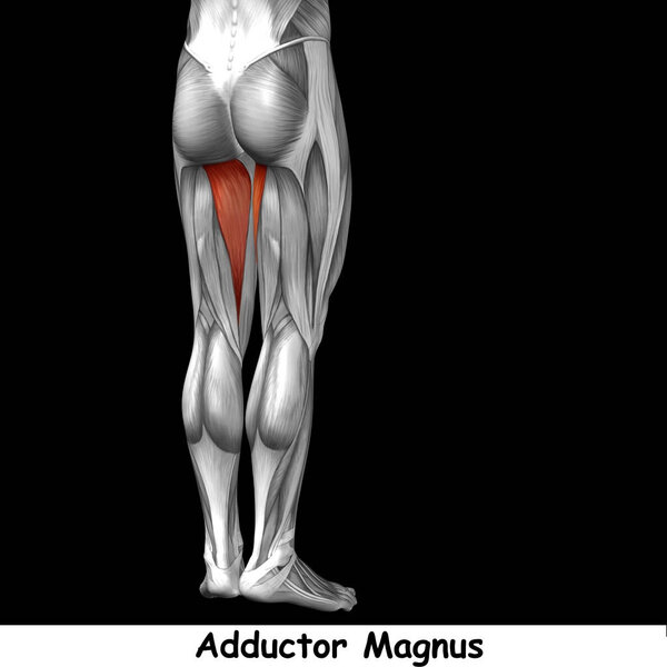 анатомия верхней ноги человека
